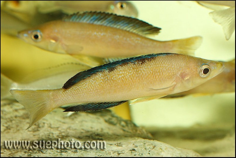 Cyprichromis microlepidotus 'Bulu Point'